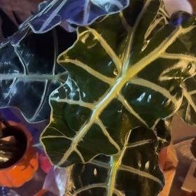 Photo of the plant species Italian Arum by @BlessedOrchid89 named Muhammad Ali on Greg, the plant care app
