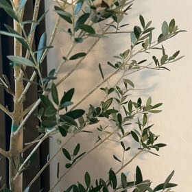 Photo of the plant species Olive Arbeiquina by @CourtlyBacopa named Oliver on Greg, the plant care app