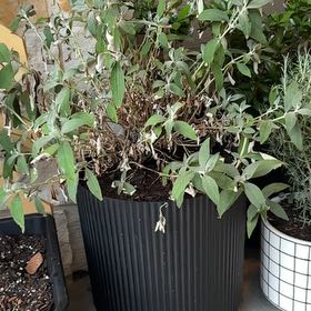 Photo of the plant species Asian Moon Butterfly Bush by @CourtlyBacopa named Mooney on Greg, the plant care app