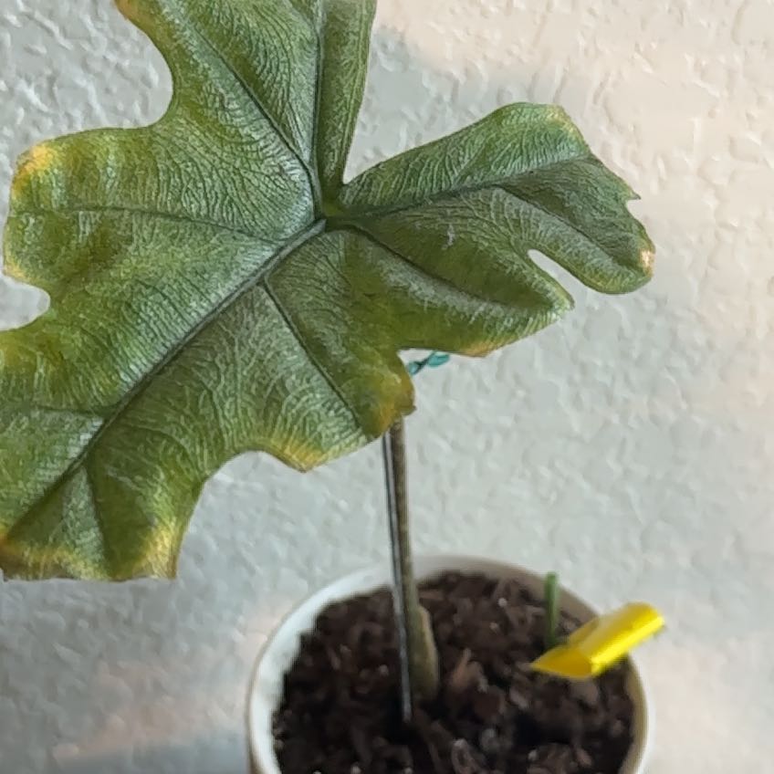 Photo of the plant species Jacklyn by @CourtlyBacopa named Sir Prickley on Greg, the plant care app