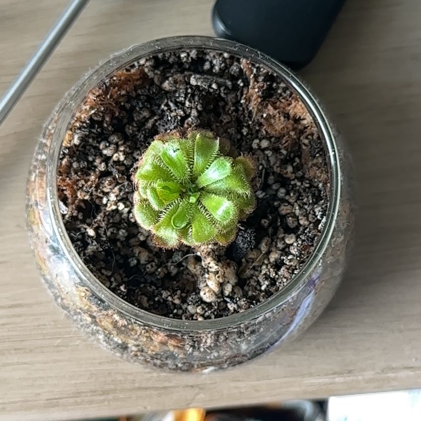 Photo of the plant species Admirable Sundew by @CourtlyBacopa named Girlfrond on Greg, the plant care app