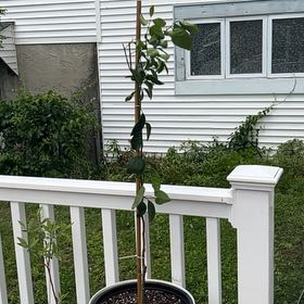 Photo of the plant species Kishu Mandarin by @FullSunstar49 named Clooney on Greg, the plant care app