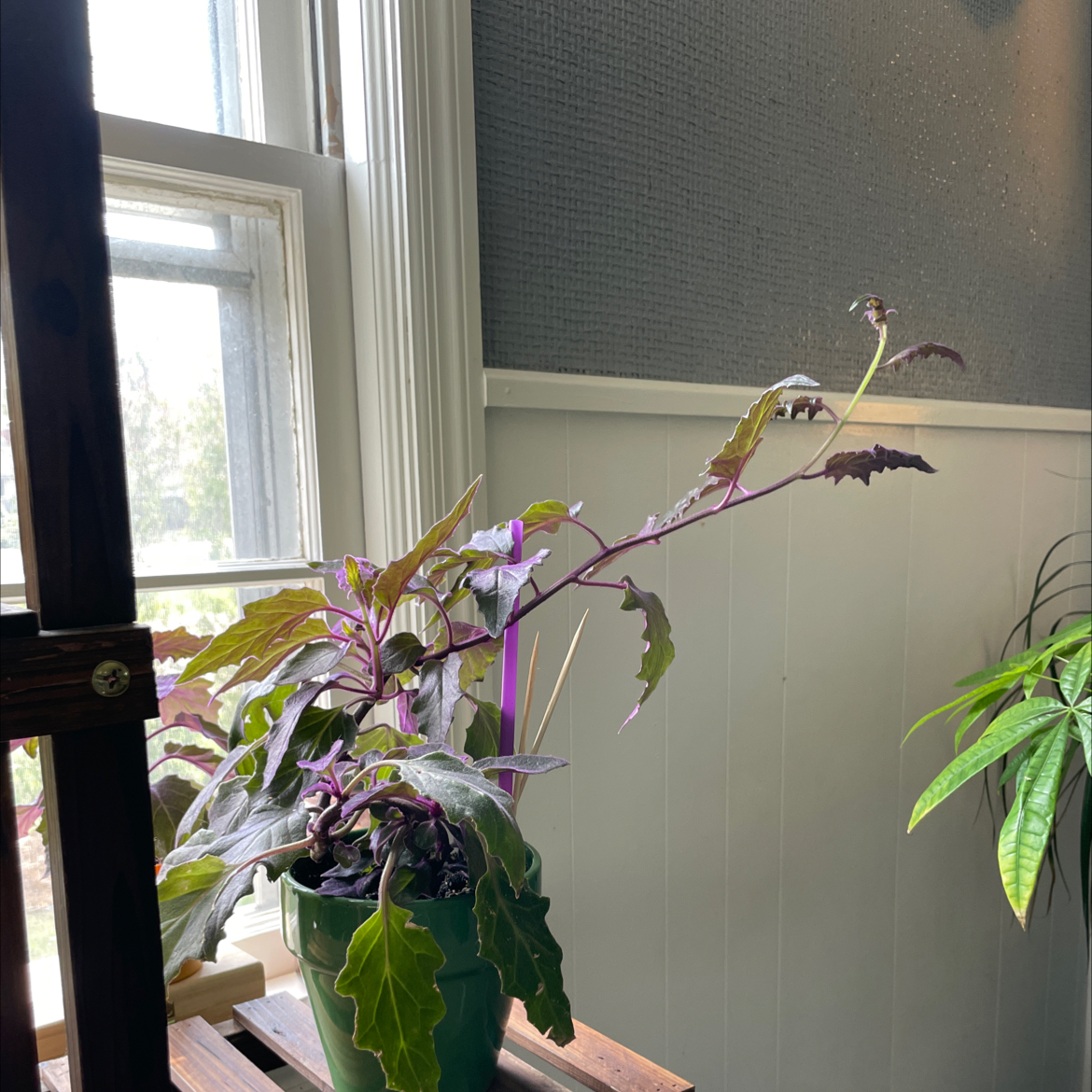 Purple Velvet Plant in a green pot near a window with another plant in the background.