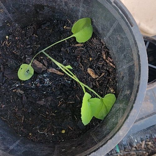 Photo of the plant species Calico Flower by @PivotalSalad33 named Michelle Branch on Greg, the plant care app