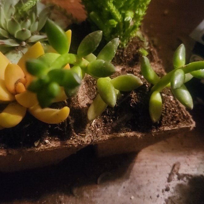 Photo of the plant species Jet Beads by @LordlyTule14 named Drake on Greg, the plant care app
