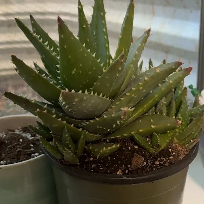 Photo of the plant species Aloe 'Velociraptor' by @DynamoLemontree named Fernie Mercury on Greg, the plant care app