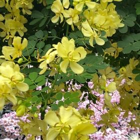 Photo of the plant species Golden Shower Tree by Patricia named Cleopatra on Greg, the plant care app