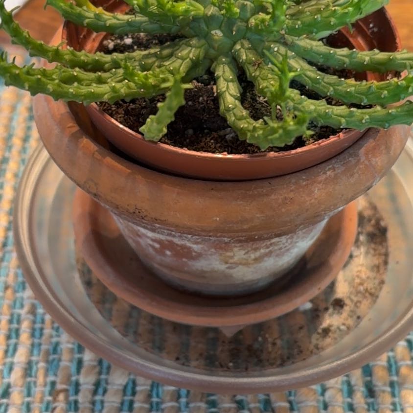 Photo of the plant species Stapelia Planiflora Jacq. by Patricia named Delilah on Greg, the plant care app