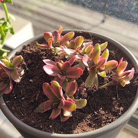 Photo of the plant species Crassula 'Daydream' by @FearlessChilli named Pinky on Greg, the plant care app