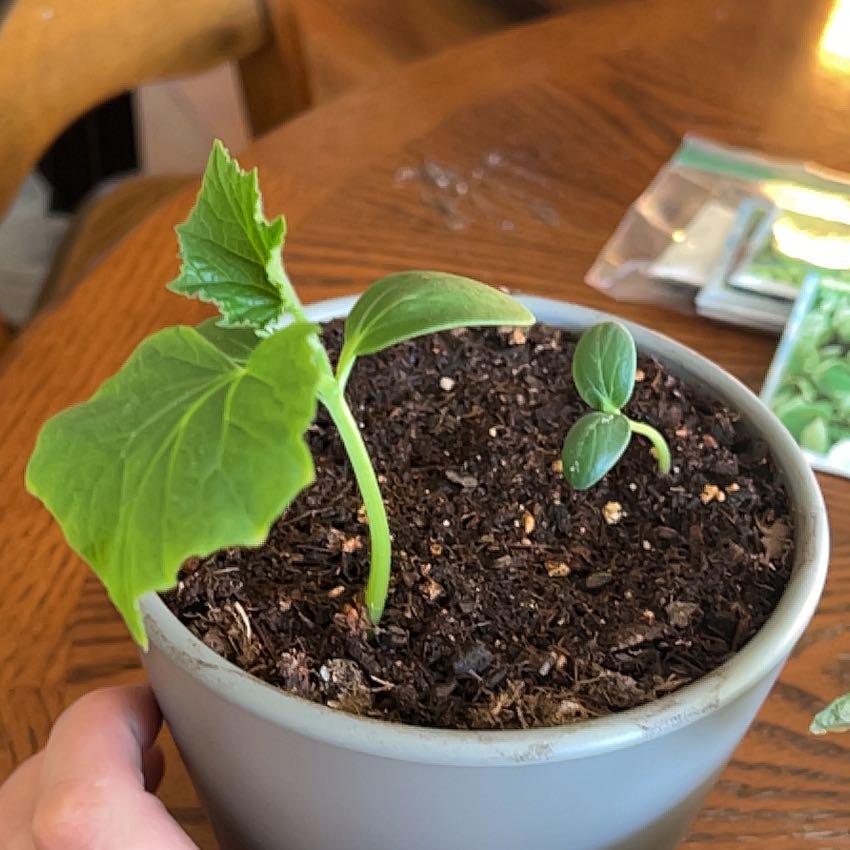 Photo of the plant species Cucumber Straight Eight by @FearlessChilli named Winston on Greg, the plant care app