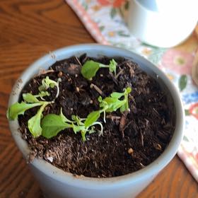 Photo of the plant species Lettuce 'Gourmet Blend' by @FearlessChilli named Kobe on Greg, the plant care app