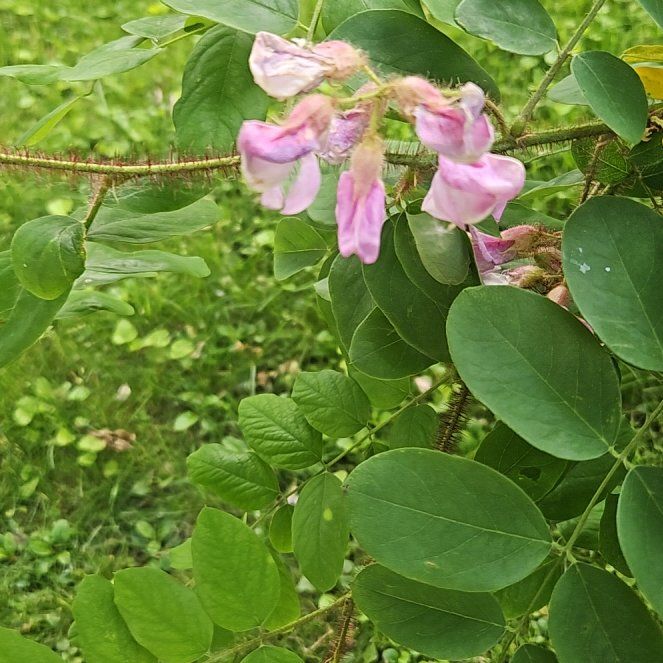 Photo of the plant species Bristly Locust by @CaptainDracopis named Gates on Greg, the plant care app