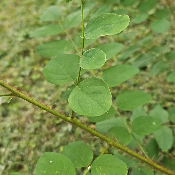 Photo of the plant species Bristly Locust by @CaptainDracopis named Aria on Greg, the plant care app