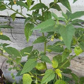 Photo of the plant species Philadelphia Groundcherry by @TouchingMahoe1 named Tolkien on Greg, the plant care app