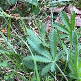 Photo of the plant species Sulphur Cinquefoil by @TouchingMahoe1 named Muhammad Ali on Greg, the plant care app