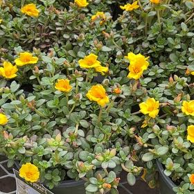 Photo of the plant species Portulaca oleracea 'Mega Pazzaz' by @VocalRedrose25 named Bigleef Smalls on Greg, the plant care app