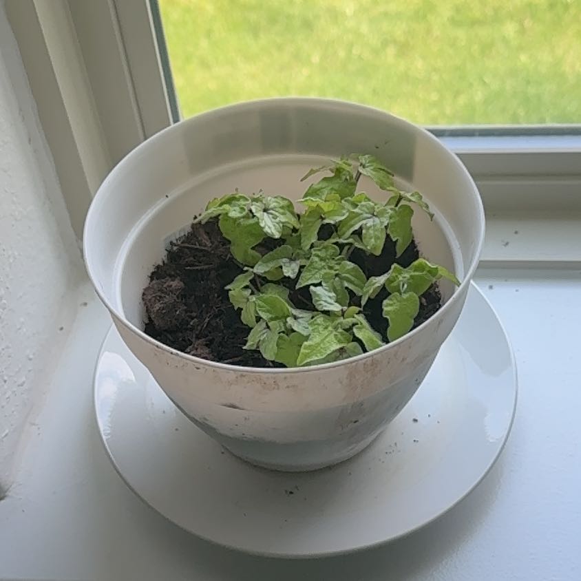 Photo of the plant species Morning Glory by @AceMarimo61 named Wall-E on Greg, the plant care app