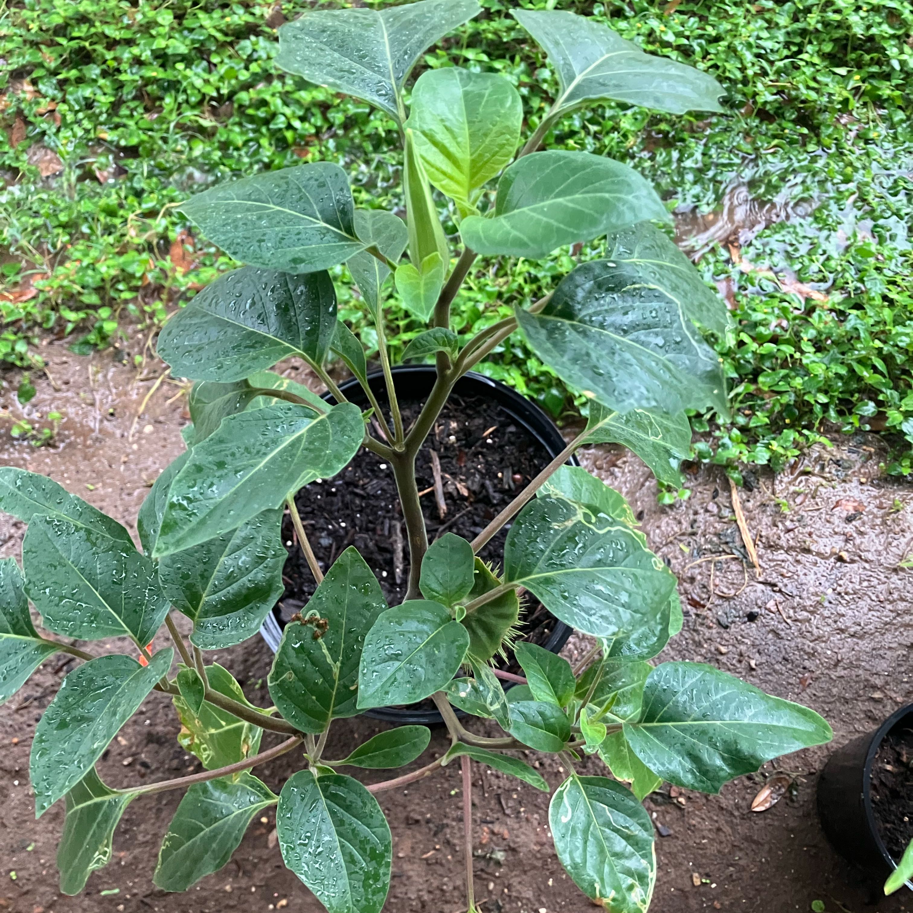 Photo of the plant species Jimsonweed 'Blue' by @MajorBurrostail named Drake on Greg, the plant care app