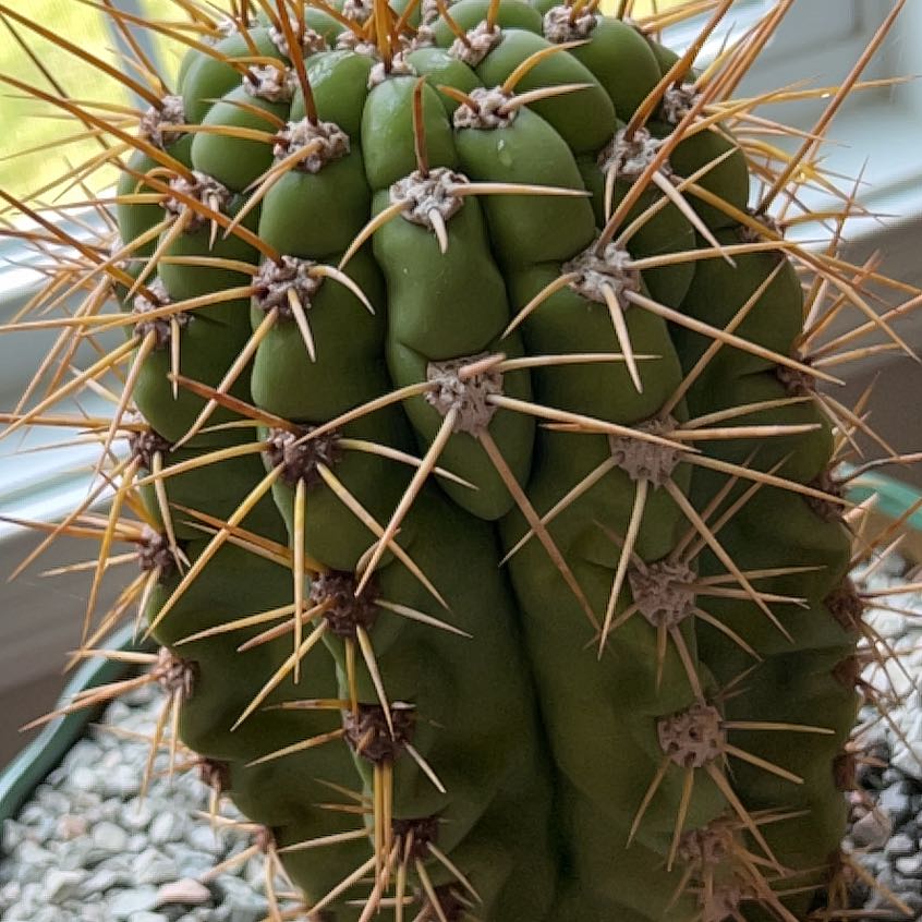 Photo of the plant species Argentine Saguaro by @MightyTutu26 named Scarlett on Greg, the plant care app