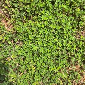 Photo of the plant species Shamrock by @HappyAntplant52 named Clooney on Greg, the plant care app