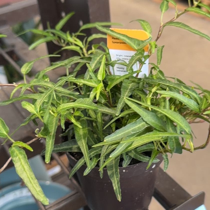 Photo of the plant species Spearpoint Ivy by @BabyMorombe26 named Darwin on Greg, the plant care app