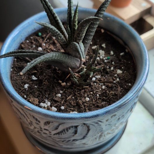 Photo of the plant species Haworthiopsis fasciata 'Barcelona' by @DearAjwain20 named Tomothee on Greg, the plant care app