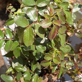 Photo of the plant species Rosa 'Kardinal' by @TryChamise12 named Front rosebushes on Greg, the plant care app