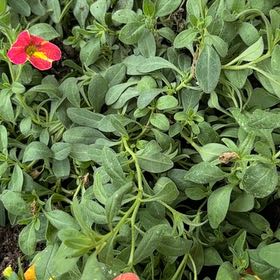 Photo of the plant species Calibrachoa Ombre by @SapientSedum13 named Anne on Greg, the plant care app