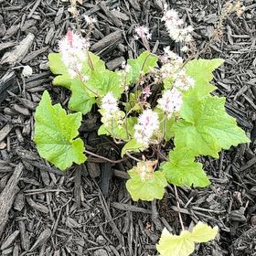 Photo of the plant species Foam Flower by @SapientSedum13 named Mando on Greg, the plant care app