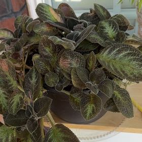 Photo of the plant species Silver Skies Episcia by @SmartLilac46 named Wall-E on Greg, the plant care app