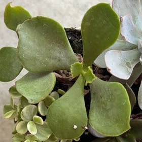 Photo of the plant species Mint Truffles by @HappyKohekohe70 named Gloria on Greg, the plant care app