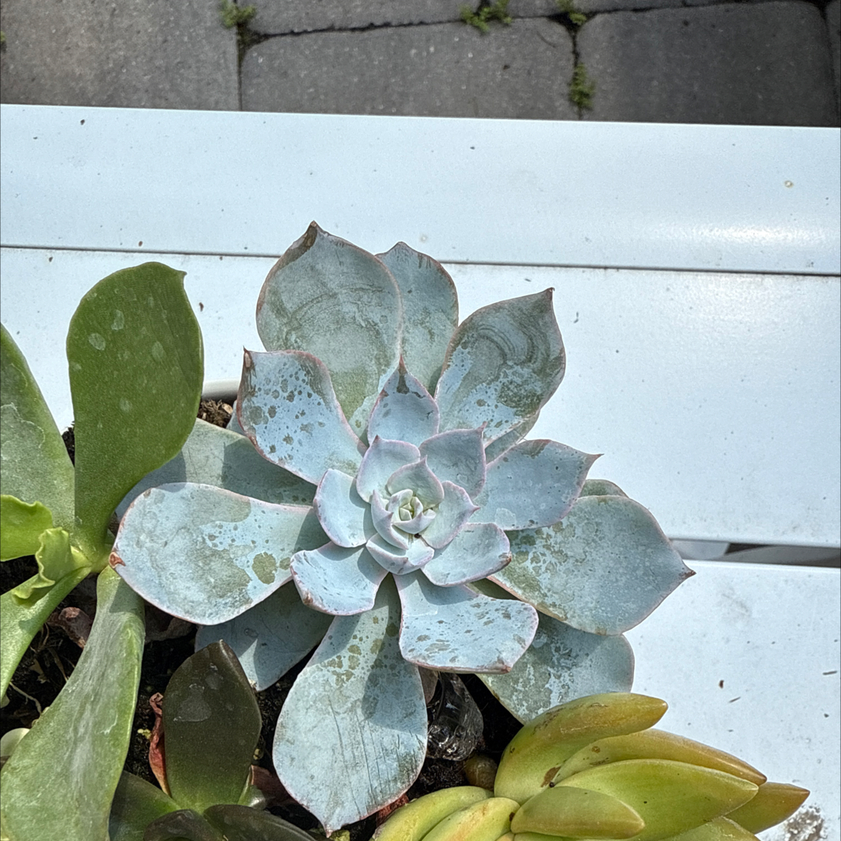 Photo of the plant species Peacock Echeveria by @HappyKohekohe70 named Rihanna on Greg, the plant care app