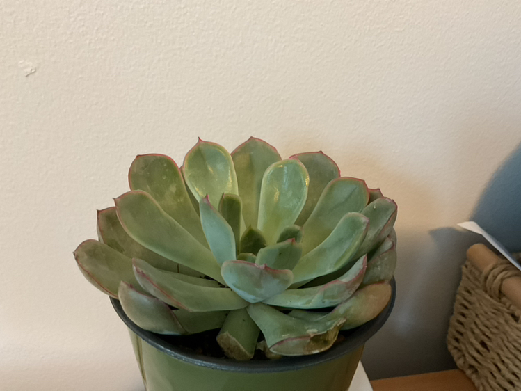 Photo of the plant species Echeveria 'Pink Tips' by @CrispNutgrass76 named Eva on Greg, the plant care app