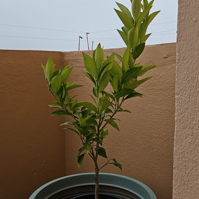 Photo of the plant species Dwarf Blood Orange Moro by @FestalLychee1 named Sol on Greg, the plant care app