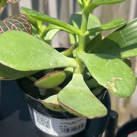Photo of the plant species Mint Truffles by @SpunkyGinger38 named Michelle Branch on Greg, the plant care app