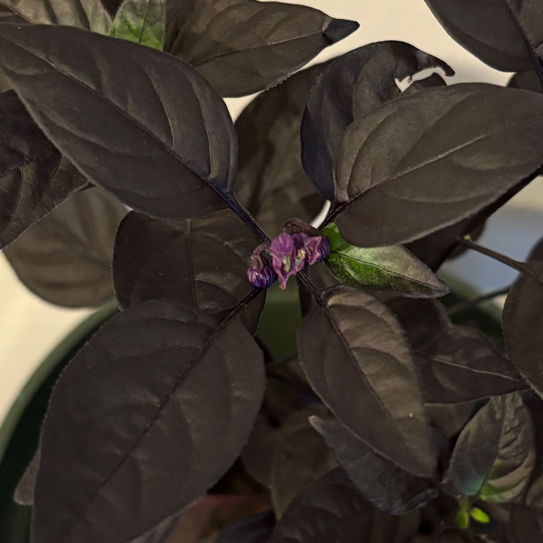 Photo of the plant species Black Pearl Flower by @HallowedAster62 named Darwin on Greg, the plant care app