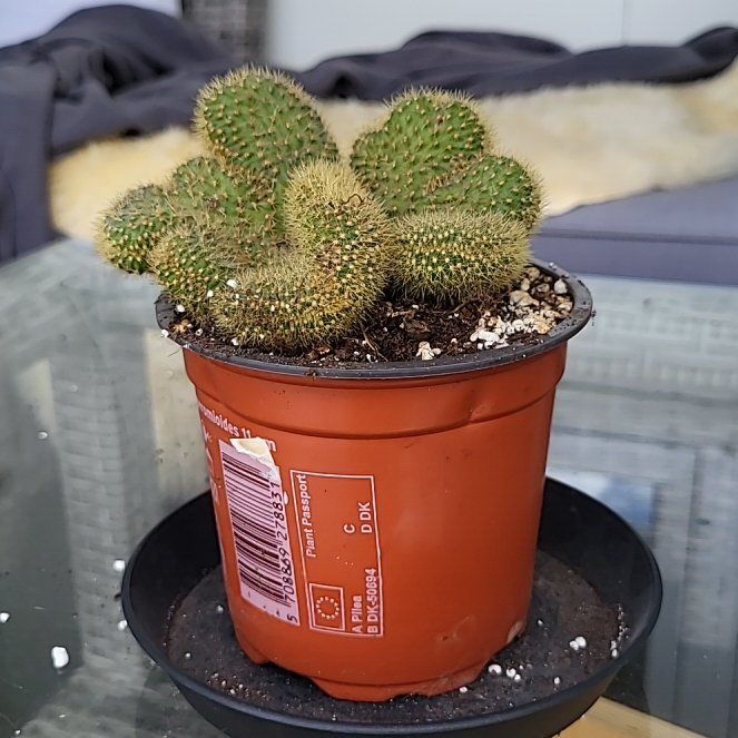 Photo of the plant species Hildewintera Aureispina Crest Variagated Grafted by @PrimaryOricad70 named Duke on Greg, the plant care app