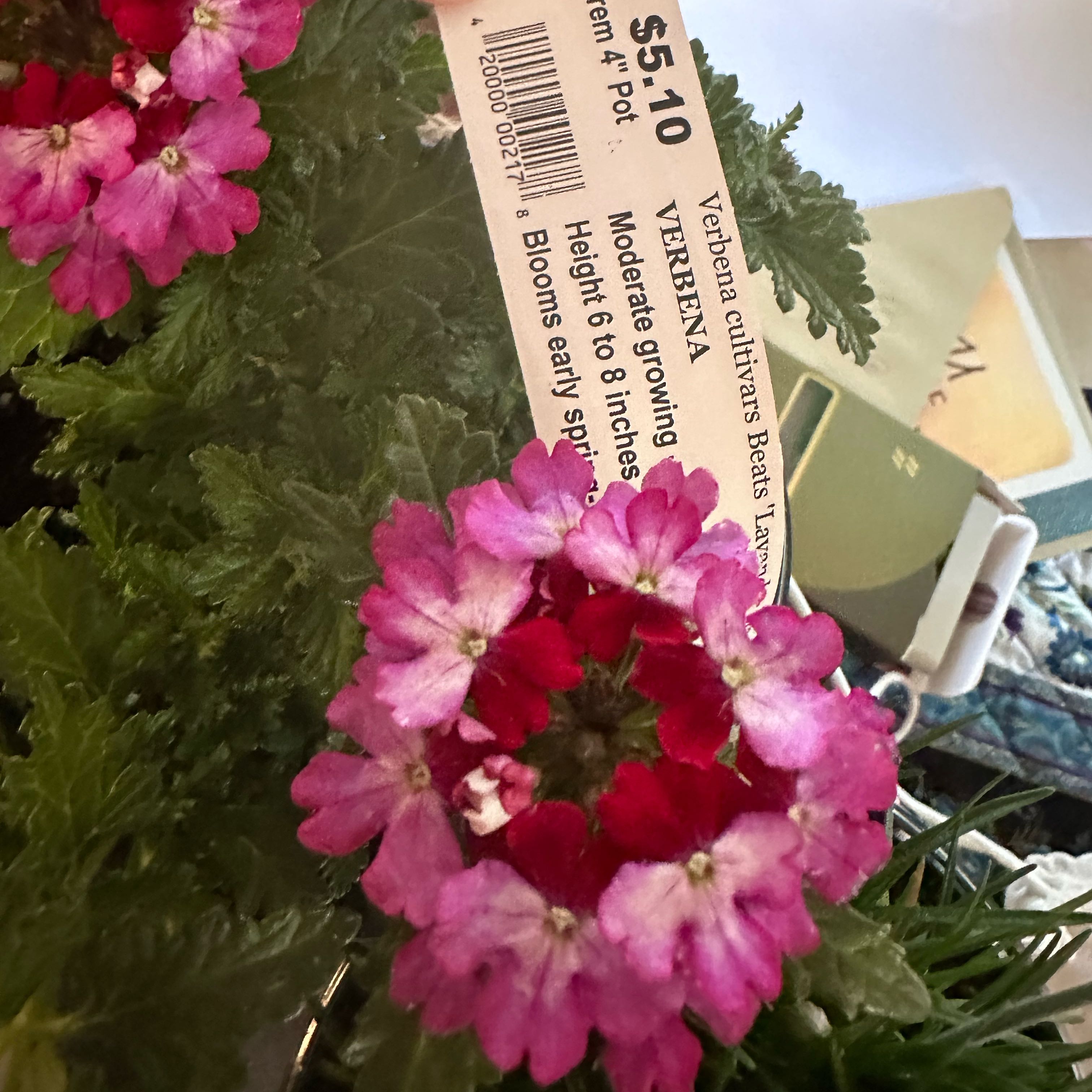 Photo of the plant species Slender Vervain by @EarthyIcecaps48 named Clooney on Greg, the plant care app