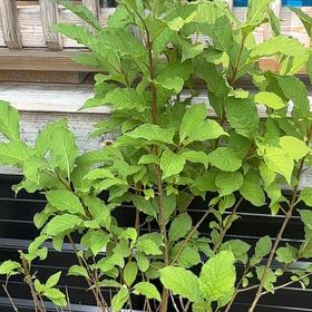 Photo of the plant species Lilac Bush by @MentorNeem28 named Oscar on Greg, the plant care app