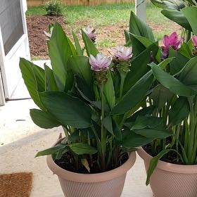 Photo of the plant species Flowering Ginger by @PerspicuousCorn named Bodhi on Greg, the plant care app