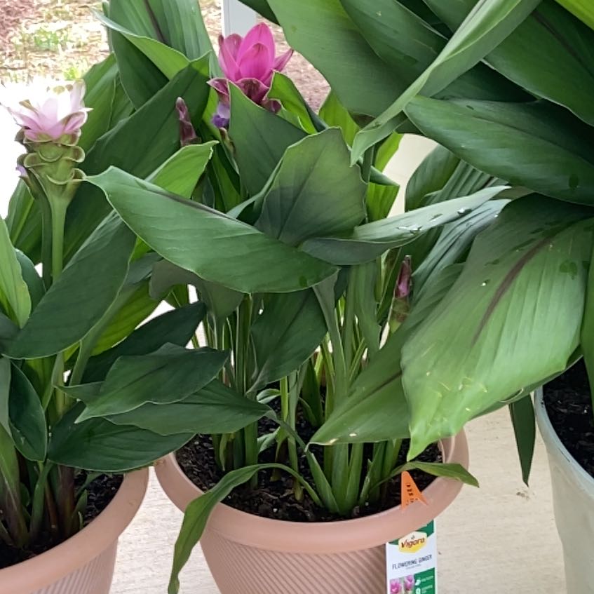 Photo of the plant species Flowering Ginger by @PerspicuousCorn named Kobe on Greg, the plant care app