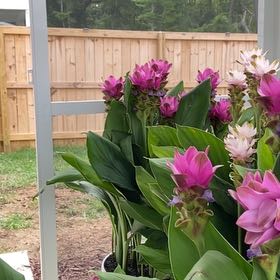 Photo of the plant species Flowering Ginger by @PerspicuousCorn named Mochi on Greg, the plant care app