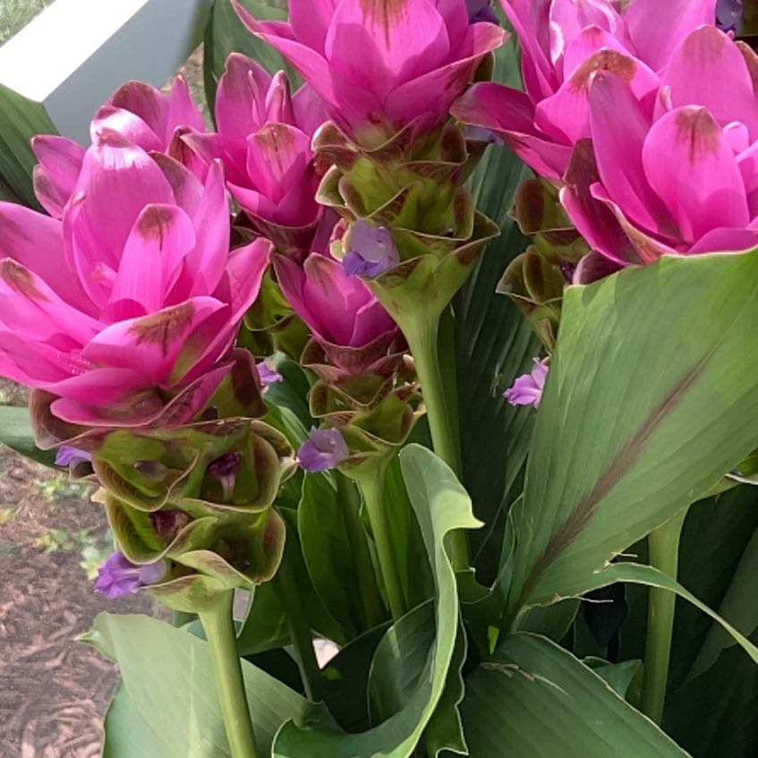 Photo of the plant species Flowering Ginger by @PerspicuousCorn named Shakira on Greg, the plant care app