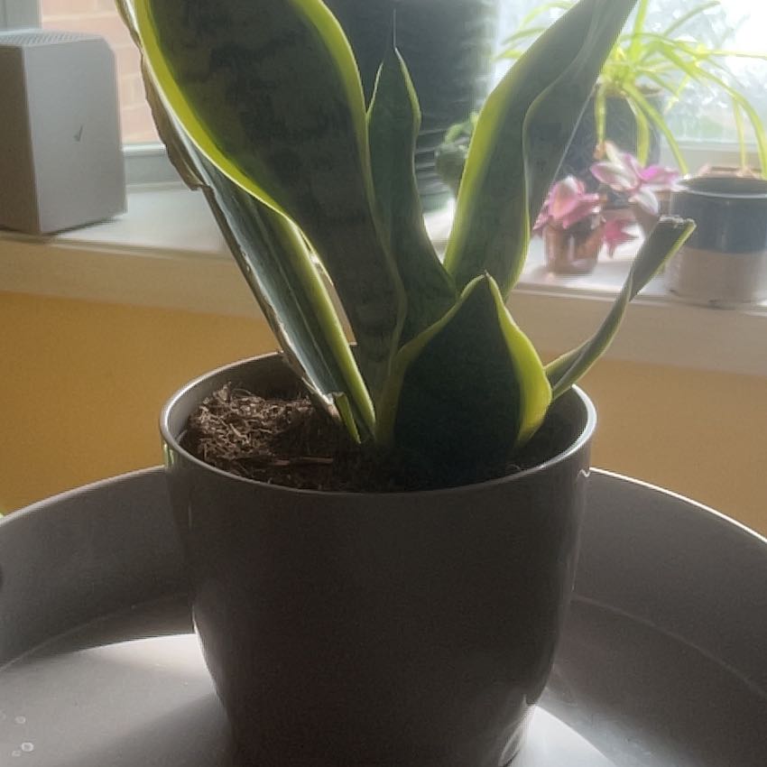 Photo of the plant species Snake Plant by @ProCapeivy76 named Dolores on Greg, the plant care app