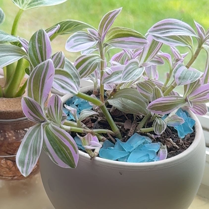 Photo of the plant species Tradescantia Feeling Flirty by @BrawnySalad named Spike Leaves on Greg, the plant care app