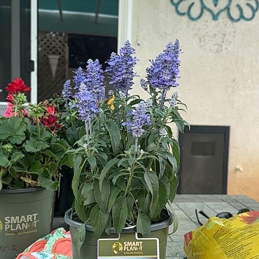 Photo of the plant species Salvia fairuziana by @FamedAgboy86 named Diana on Greg, the plant care app