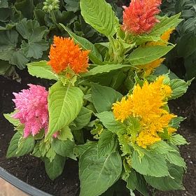 Photo of the plant species Celosia by @FamedAgboy86 named Homer on Greg, the plant care app