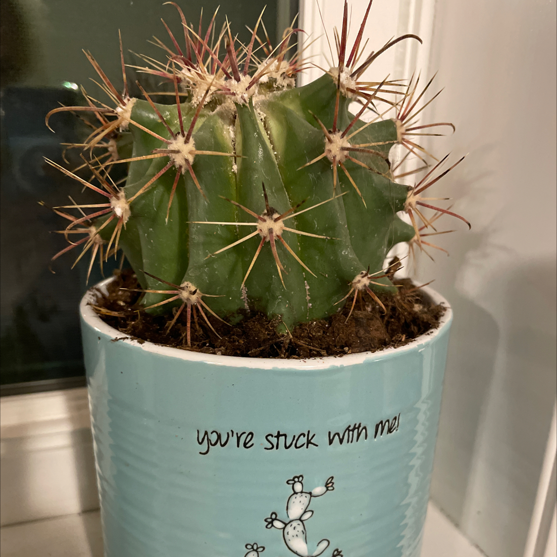 Devil's Pincushion cactus in a blue pot with text 'you're stuck with me!'