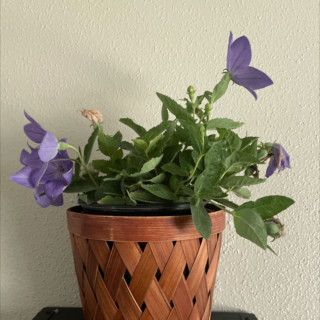 Balloon-Flower plant in a woven pot with purple flowers in bloom.