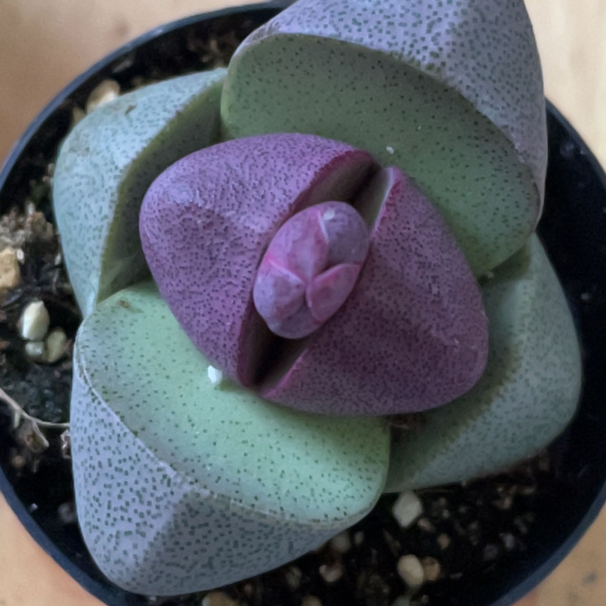 Royal Flush Split Rock plant with green and purple leaves, visible soil, well-framed and in focus.
